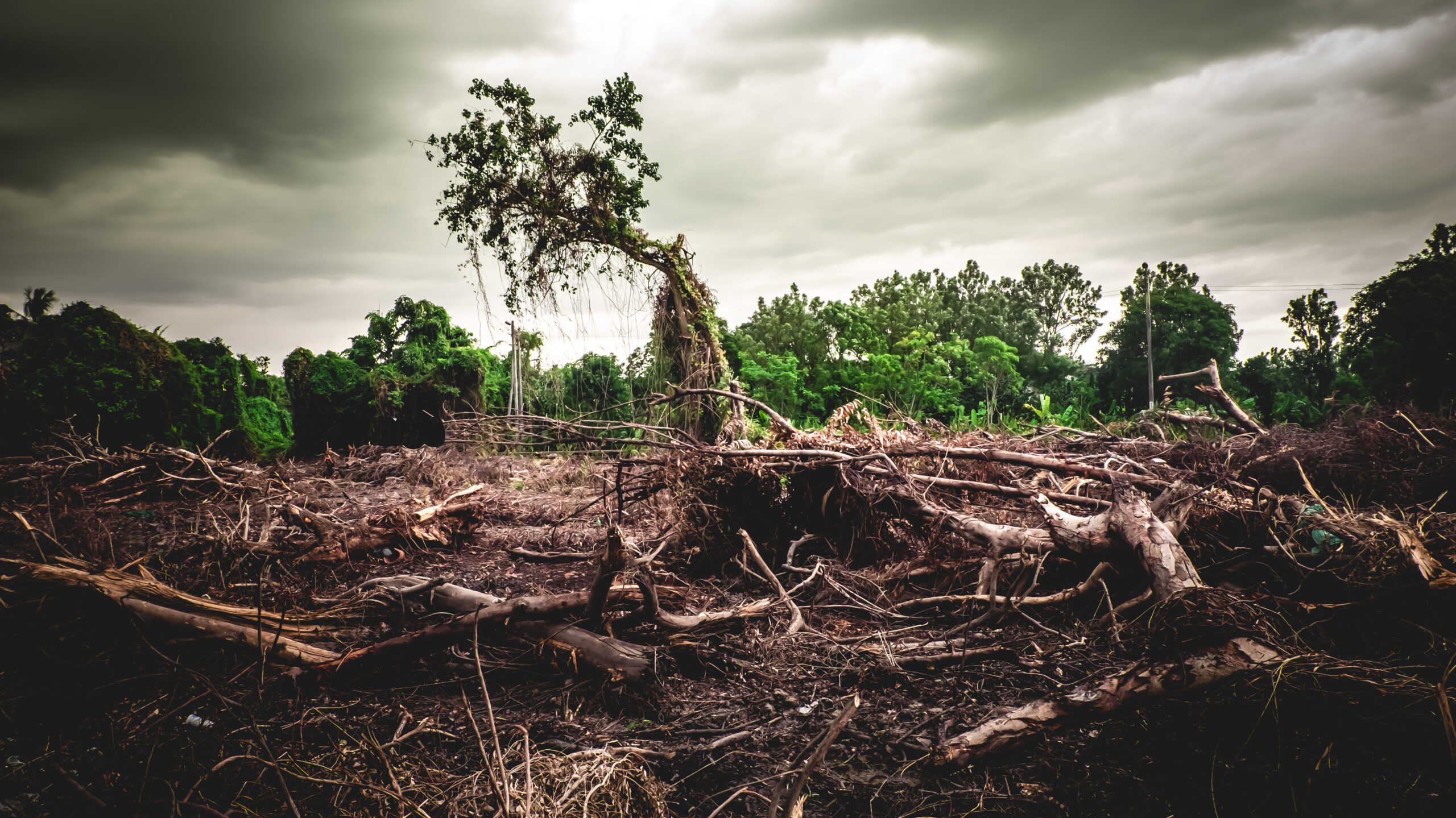 EUDR: nařízení proti odlesňování
